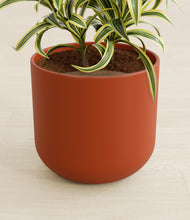 Load image into Gallery viewer, Earth Red stand:all