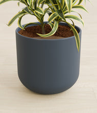 Load image into Gallery viewer, Iron Gray stand:all