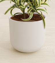 Load image into Gallery viewer, Natural Bamboo stand:all