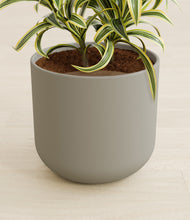 Load image into Gallery viewer, Sage Green stand:all