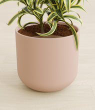 Load image into Gallery viewer, Sandy Pink stand:all