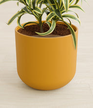 Load image into Gallery viewer, Sunset Orange stand:all