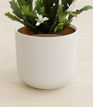 Load image into Gallery viewer, Natural Bamboo stand:all