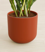 Load image into Gallery viewer, Earth Red stand:all