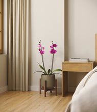 Load image into Gallery viewer, Olive stand:walnut