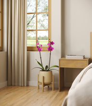 Load image into Gallery viewer, -