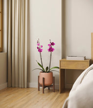 Load image into Gallery viewer, Calm Rose stand:walnut