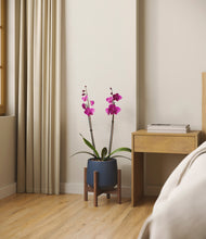 Load image into Gallery viewer, Deep Navy stand:walnut