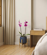 Load image into Gallery viewer, Deep Navy stand:bamboo