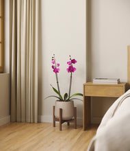 Load image into Gallery viewer, Eternal Gray stand:walnut