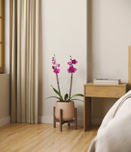 Load image into Gallery viewer, Gentle Pink stand:walnut