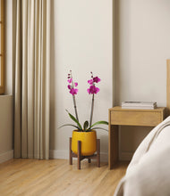 Load image into Gallery viewer, Mustard stand:walnut