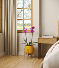 Load image into Gallery viewer, -