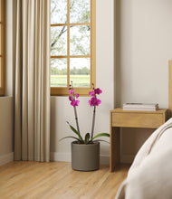 Load image into Gallery viewer, -