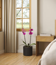 Load image into Gallery viewer, -