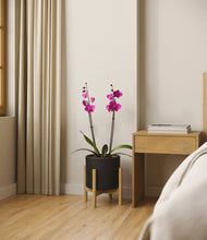 Load image into Gallery viewer, Black stand:bamboo