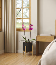 Load image into Gallery viewer, -