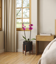 Load image into Gallery viewer, -