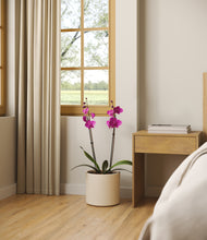 Load image into Gallery viewer, -