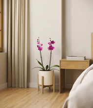 Load image into Gallery viewer, Cream stand:bamboo