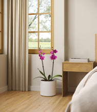 Load image into Gallery viewer, -