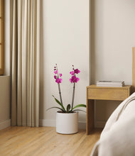 Load image into Gallery viewer, White