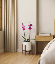 Load image into Gallery viewer, White stand:walnut