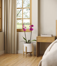 Load image into Gallery viewer, -