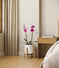 Load image into Gallery viewer, White stand:bamboo