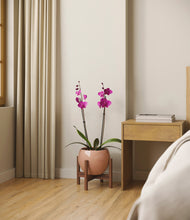 Load image into Gallery viewer, Calm Rose stand:walnut