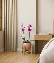 Load image into Gallery viewer, Calm Rose stand:bamboo