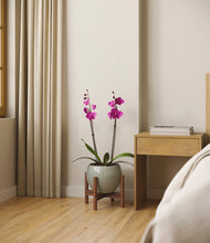 Load image into Gallery viewer, Deep Ocean stand:walnut