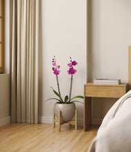 Load image into Gallery viewer, Winter Clouds stand:bamboo