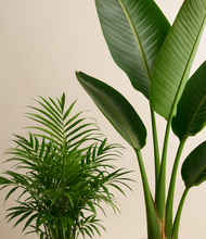 Load image into Gallery viewer, ALL