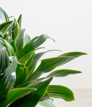 Load image into Gallery viewer, ALL