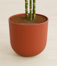 Load image into Gallery viewer, Earth Red stand:all