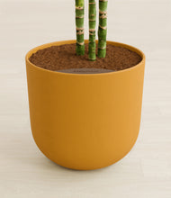 Load image into Gallery viewer, Sunset Orange stand:all