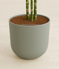 Load image into Gallery viewer, Sage Green stand:all