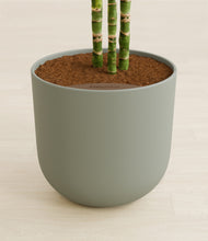 Load image into Gallery viewer, Sage Green stand:all