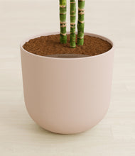 Load image into Gallery viewer, Sandy Pink stand:all