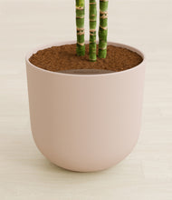 Load image into Gallery viewer, Sandy Pink stand:all