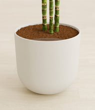 Load image into Gallery viewer, Natural Bamboo stand:all