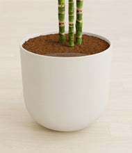 Load image into Gallery viewer, Natural Bamboo stand:all