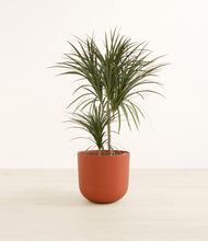 Load image into Gallery viewer, Earth Red*****Profile