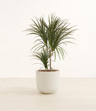 Load image into Gallery viewer, Natural Bamboo*****Profile