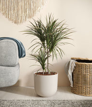 Load image into Gallery viewer, Natural Bamboo