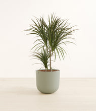 Load image into Gallery viewer, Sage Green*****Profile