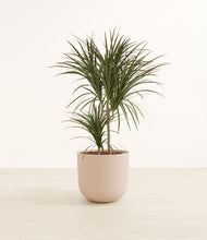 Load image into Gallery viewer, Sandy Pink*****Profile