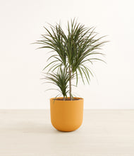 Load image into Gallery viewer, Sunset Orange*****Profile