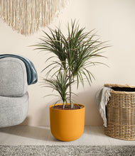 Load image into Gallery viewer, Sunset Orange